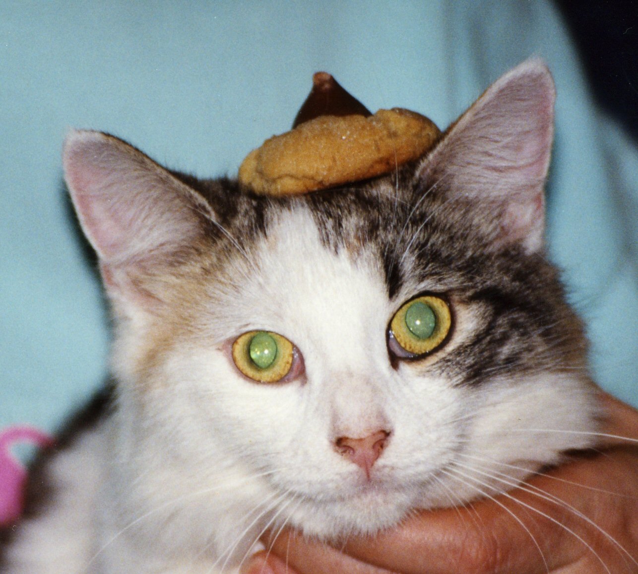 Princess with Cookie